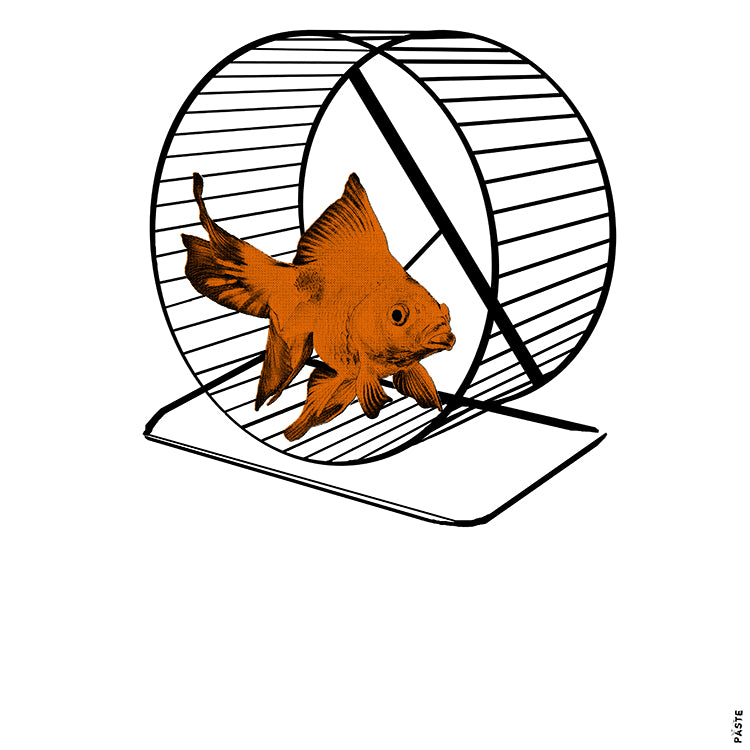 Goldfish – Paste T-shirts